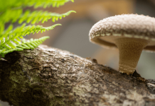 Lentinula Edodes Pilz