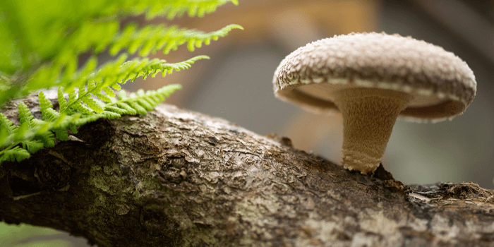 Lentinula Edodes Pilz